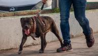 De acuerdo con datos del Inegi, en México, el perro es la mascota más afectada por el maltrato animal; el 30 por ciento de los canes tienen dueño y el 70 por ciento restante son callejeros