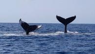 Las ballenas jorobadas migran hacia el sur en busca de mejores condiciones para reproducirse.