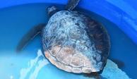 La Fundación Mundo Marino informó que las tortugas que rescatan representan la degradación de los mares.