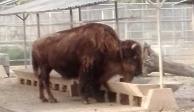 "La Diabla", bisonte que murió en el Zoológico de Chapultepec