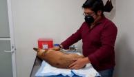 El perrito fue atendido en el Centro de Atención Canina y Felina de Ecatepec