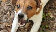 Descontento en Reino Unido por los perros considerados peligrosos que han sido sacrificados