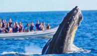 Los cetáceos aprovechan las aguas cálidas y poco profundas para su reproducción como para amamantar a sus ballenatos