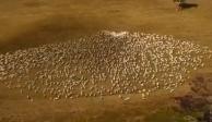 Un granjero se despide de su tía fallecida utilizando sus ovejas