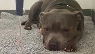 Hugo, un bull terrier que tuvo que someterse a una cirugía que le salvó la vida después de devorar seis paquetes de monedas de chocolate