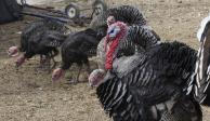 La producción de pavo este año en México será similar a la de 2020, pero aún 36.5% por debajo a la de 2019, previo al inicio de la pandemia de Covid-19.