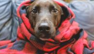 Protege a tus mascotas del frío durante la temporada invernal; sigue estos consejos de La Razón.