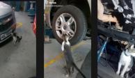 Mecánico adopta a gatito que le "ayuda" a reparar coches.