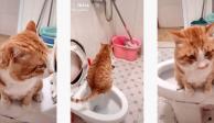 Gatito aprende a ir al baño y no ensuciar la casa de su dueña.