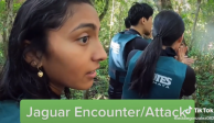 Encuentro de turistas con jaguares se viraliza en redes sociales