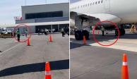 El momento en que el personal de aeropuerto corretea al gallo