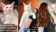 Un gato se volvió viral debido a su gran tamaño.