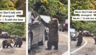 Oso se vuelve viral en TikTok por saludar a un automovilista en la carretera.