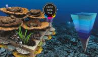 Hallan en Tahití un enorme arrecife de coral inexplorado por la humanidad