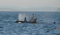 La investigación señala que las oscas en su mayoría hembras,&nbsp;cazan, matan y devoran a ballenas azules.&nbsp;