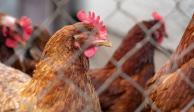 Sader y avicultores inician vacunación de aves contra influenza AH5N1