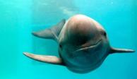 Estados Unidos exige a México garantizar la protección de la vaquita marina.