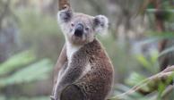 Australia clasificó a los koalas como una especie en peligro de extinción.