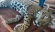 Jaguar capturado.