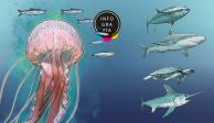 Medusas del Mediterráneo están acabando con sardinas y anchoas