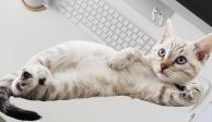 En el Día Internacional del Gato los usuarios de redes sociales presumen a sus michis.