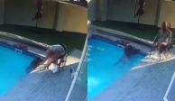 Un hombre en silla de ruedas rescató a su perro que cayó a la piscina.