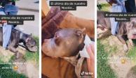 TikTok volvió viral el último día de vida de un perrito con cáncer de huesos.