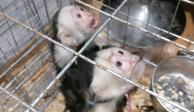 SSC resguarda a dos monos capuchino localizados en un departamento en la Cuauhtémoc.