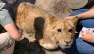 Protección Civil y Bomberos de Ecatepec salvaron a un cachorro de león en estado de desnutrición.