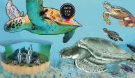 Poblaciones reinsertadas de tortuga verde marina dan esperanza a la especie en peligro