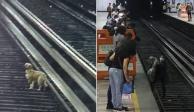 Rescatan a perrito que cayó a las vías del Metro en la estación Cuitláhuac.