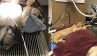 Gato "enfermero" cuida y calma a sus amigos animales en Hospital Veterinario de Northfield.