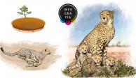 ¡Histórico! Nacen los primeros tres guepardos iraníes en cautiverio