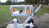 Youtuber fabrica una pecera móvil para pasear a sus peces