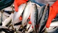 De acuerdo con el informe "Expectativas Agroalimentarias 2022", el aumento en la producción nacional acuícola y pesquera se atribuye principalmente a una mayor captura de anchoveta, atún, pulpo y almeja