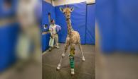 Msituni, la jirafa bebé que volvió a ponerse de pie tras recibir una prótesis para una de sus patas delanteras.