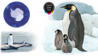 El calentamiento global pone en peligro de extinción al pingüino emperador