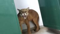Puma encontrado en el baño de una escuela