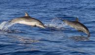 Mueren 30 delfines en costas de La Paz, Baja California Sur.
