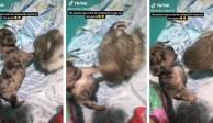 Perrito "lucha" contra búho y se volvieron virales en TikTok.