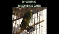 Loro se volvió viral en TikTok por "cantar" cumbia.