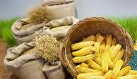 Precio de maíz y trigo con aumento