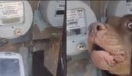 Perro pitbull evita que trabajador tome lectura al medidor de luz de su casa. Foto: Especial