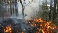 Incendios forestales activos en el país&nbsp;