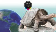 Sobrevive a la extinción tortuga gigante fantástica que se creía extinta hace 100 años