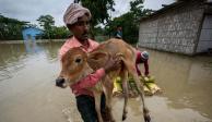 Un aldeano carga un ternero tras la inundación en la aldea de Korea, al oeste de Gauhati, India, el viernes 17 de junio