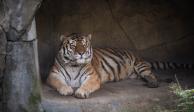 Júpiter, el tigre de 14 años que murió tras contagiarse de COVID-19 en el Zoológico y Acuario de Columbus, Ohio.