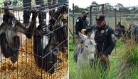 Estos son los animales rescatados del santuario Black Jaguar en el Ajusco.