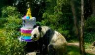 La panda de Chapultepec celebró su cumpleaños 35 ayer