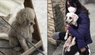 “Peluche”, perrito abandonado, es rescatado luego de 2 años de maltrato. Foto: Especial